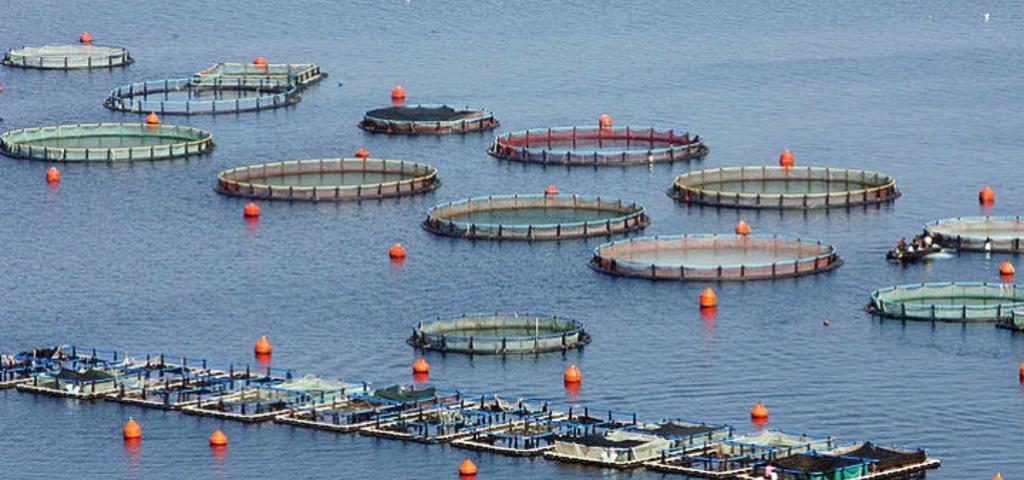 Δοκιμάζεται η ανθεκτικότητα του κλάδου ιχθυοκαλλιέργειας Δοκιμάζεται η ανθεκτικότητα του κλάδου ιχθυοκαλλιέργειας